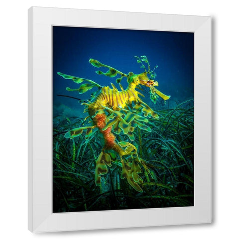 Leafy Sea Dragon - Male With Eggs White Modern Wood Framed Art Print by Abadschieff, Jan