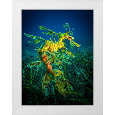 Leafy Sea Dragon - Male With Eggs White Modern Wood Framed Art Print by Abadschieff, Jan