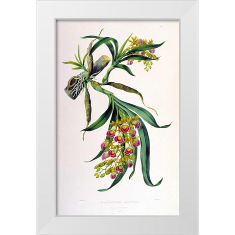 Orchid, Galeandra Baueri White Modern Wood Framed Art Print by Withers, Augusta