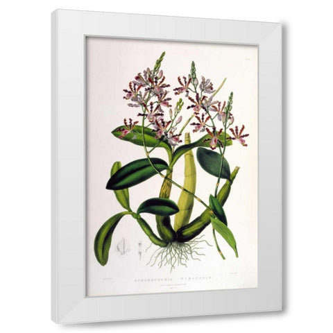 Orchid, Schomburgkia Tibicinus White Modern Wood Framed Art Print by Withers, Augusta