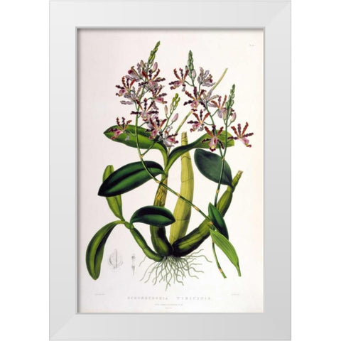Orchid, Schomburgkia Tibicinus White Modern Wood Framed Art Print by Withers, Augusta