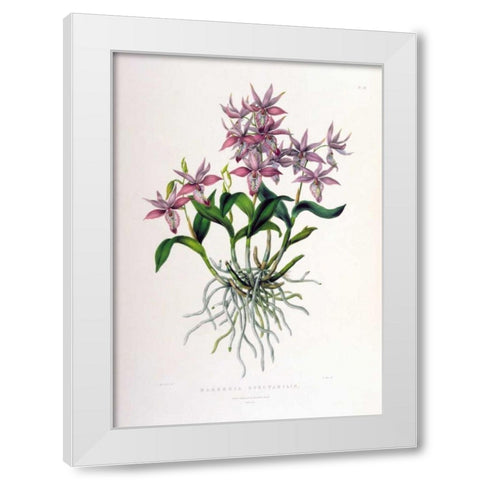 Orchid, Barkeria Spectabilis White Modern Wood Framed Art Print by Withers, Augusta