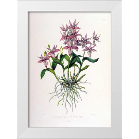 Orchid, Barkeria Spectabilis White Modern Wood Framed Art Print by Withers, Augusta