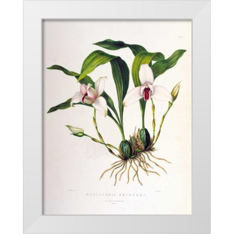 Orchid, Maxillaria Skinneri White Modern Wood Framed Art Print by Withers, Augusta