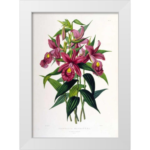 Orchid, Sobralia Macrantha White Modern Wood Framed Art Print by Withers, Augusta