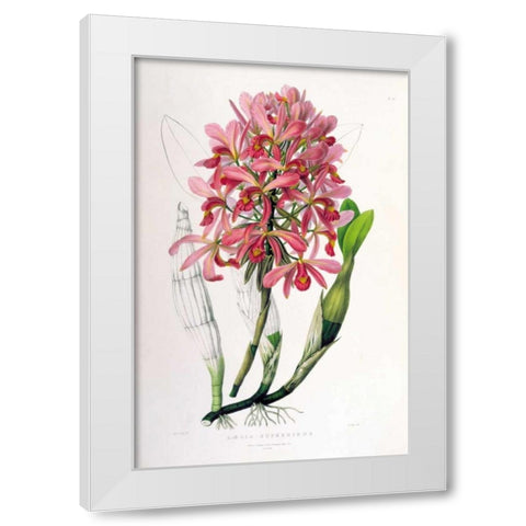 Orchid, Laelia Superbiens White Modern Wood Framed Art Print by Withers, Augusta