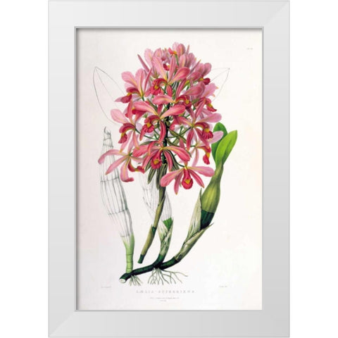 Orchid, Laelia Superbiens White Modern Wood Framed Art Print by Withers, Augusta