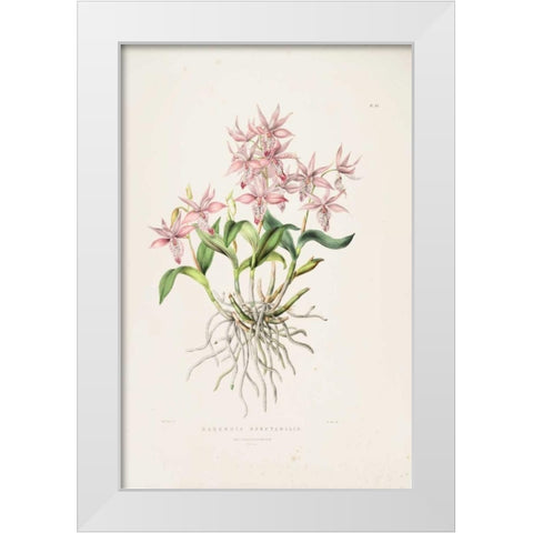 Orchid, Barkeria Spectabilis White Modern Wood Framed Art Print by Withers, Augusta
