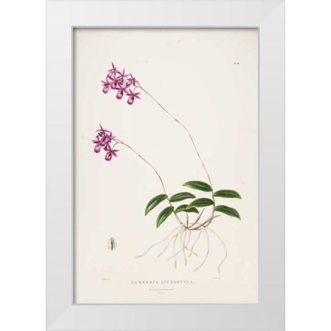 Orchid, Barkeria Lindleyana White Modern Wood Framed Art Print by Withers, Augusta