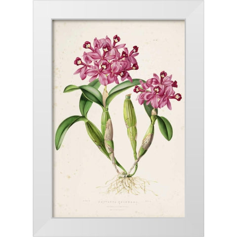 Orchid, Catleya Skinneri White Modern Wood Framed Art Print by Withers, Augusta