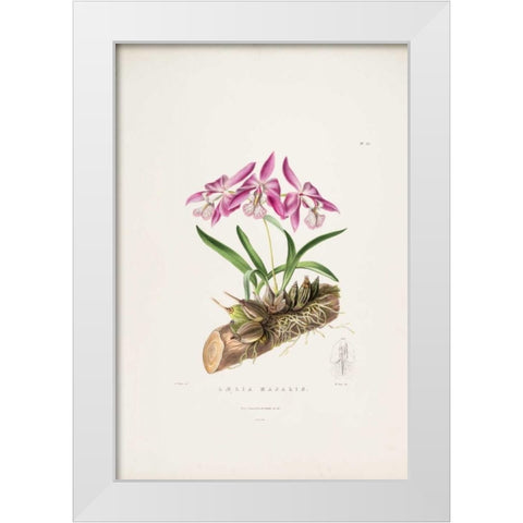Orchid, Laelia Majalis White Modern Wood Framed Art Print by Withers, Augusta