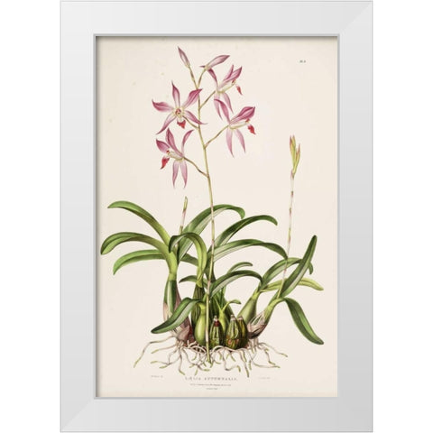Orchid, Laela Autumnalis White Modern Wood Framed Art Print by Withers, Augusta