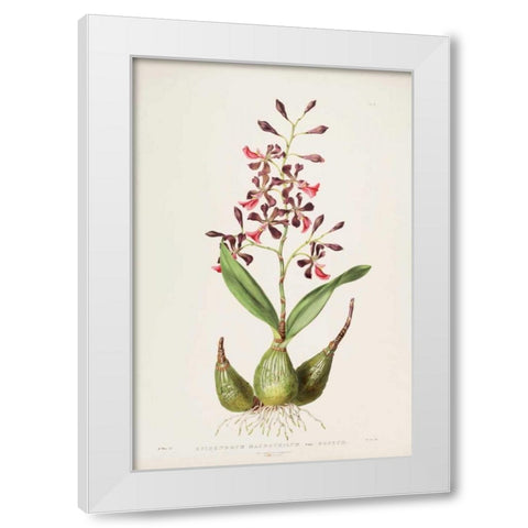 Orchid, Epidendrum Macrochilum White Modern Wood Framed Art Print by Withers, Augusta