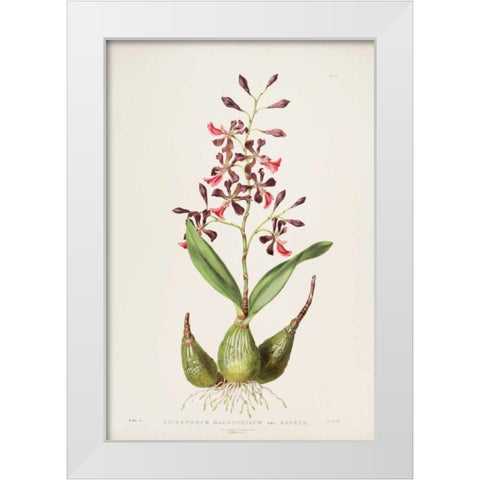 Orchid, Epidendrum Macrochilum White Modern Wood Framed Art Print by Withers, Augusta