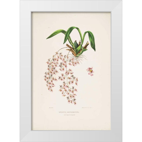 Orchid, Oncidium Bateman White Modern Wood Framed Art Print by Withers, Augusta