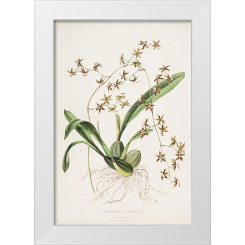 Orchid, Odontoglossum Hastatum White Modern Wood Framed Art Print by Withers, Augusta