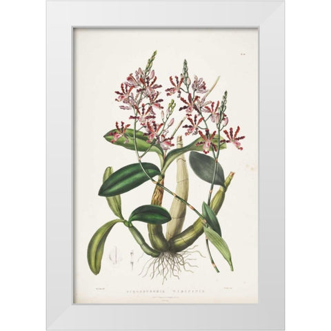 Orchid, Schomburgkia Tibicinis White Modern Wood Framed Art Print by Withers, Augusta