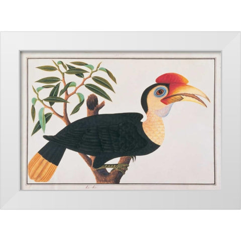 Ke-ke Hornbill White Modern Wood Framed Art Print by Anonymous