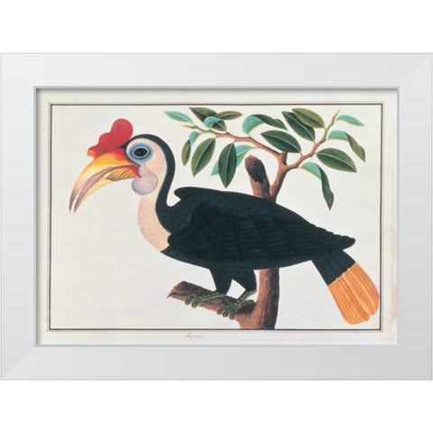 Ingang, Hornbill White Modern Wood Framed Art Print by Anonymous