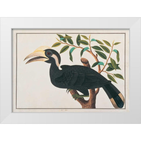 Ke-ke, Hornbill White Modern Wood Framed Art Print by Anonymous