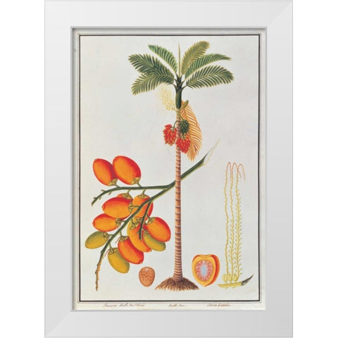 Penang Betle Nut Tree White Modern Wood Framed Art Print by Anonymous