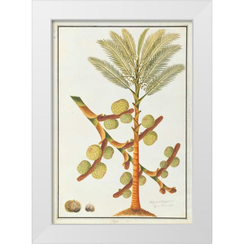 Sago Palm White Modern Wood Framed Art Print by Anonymous