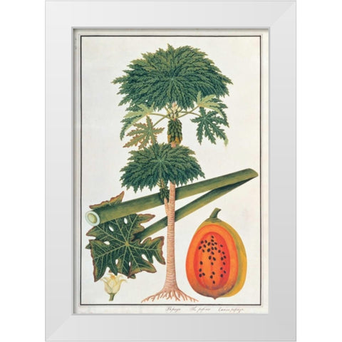 Papaya Tree White Modern Wood Framed Art Print by Anonymous