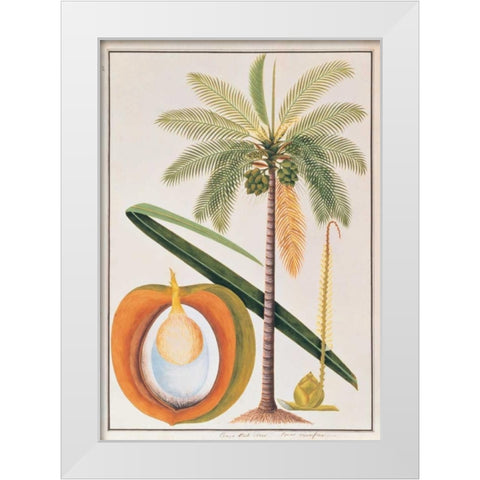 Coconut Palm White Modern Wood Framed Art Print by Anonymous