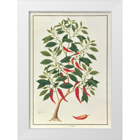 Chile White Modern Wood Framed Art Print by Anonymous