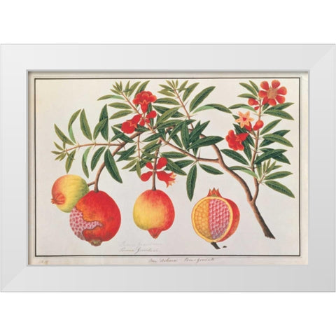 Pomegranate White Modern Wood Framed Art Print by Anonymous