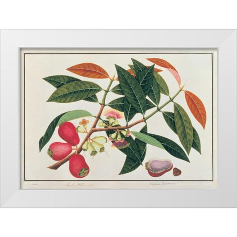 Malay Rose Apple White Modern Wood Framed Art Print by Anonymous
