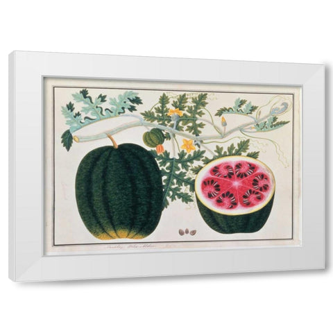 Watermelon White Modern Wood Framed Art Print by Anonymous