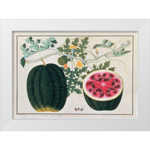 Watermelon White Modern Wood Framed Art Print by Anonymous