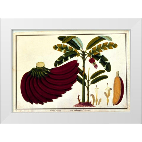 Banana White Modern Wood Framed Art Print by Anonymous