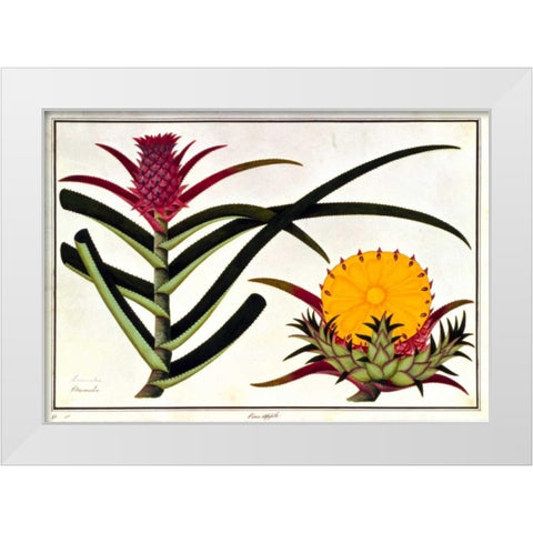 Pineapple White Modern Wood Framed Art Print by Anonymous