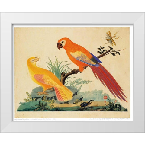 Two Parrots White Modern Wood Framed Art Print by Raineri, Carlo, Vittorio