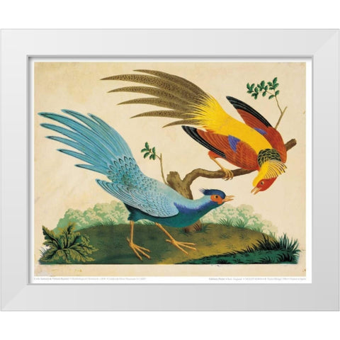 Golden and Silver Pheasant White Modern Wood Framed Art Print by Raineri, Carlo, Vittorio
