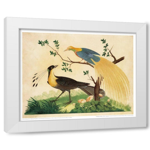 Bird of Paradise and Exotic Bird White Modern Wood Framed Art Print by Raineri, Carlo, Vittorio