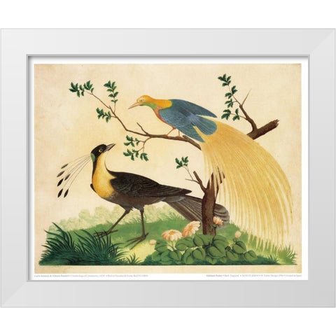 Bird of Paradise and Exotic Bird White Modern Wood Framed Art Print by Raineri, Carlo, Vittorio