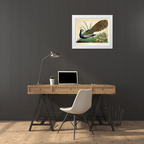 Peacock and Mole White Modern Wood Framed Art Print by Raineri, Carlo, Vittorio