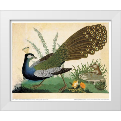 Peacock and Mole White Modern Wood Framed Art Print by Raineri, Carlo, Vittorio