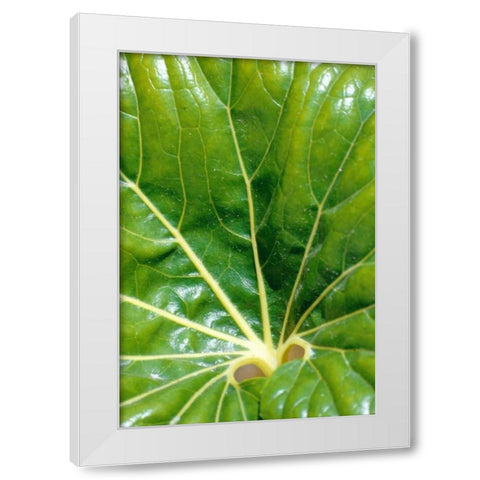Tropical Leaf White Modern Wood Framed Art Print by Blue, Cyril