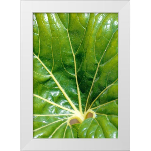 Tropical Leaf White Modern Wood Framed Art Print by Blue, Cyril