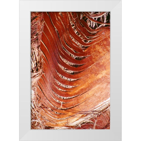 Palm Bark White Modern Wood Framed Art Print by Blue, Cyril