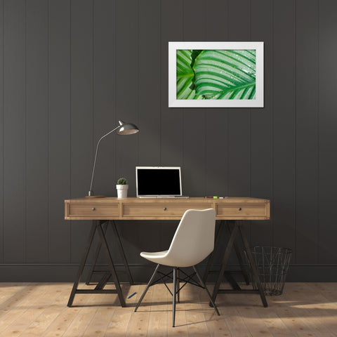 Tropical Leaf White Modern Wood Framed Art Print by Blue, Cyril