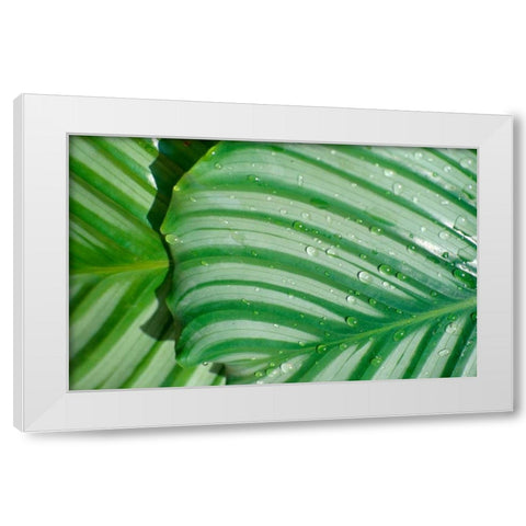 Tropical Leaf White Modern Wood Framed Art Print by Blue, Cyril