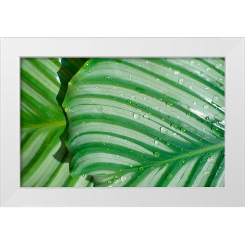 Tropical Leaf White Modern Wood Framed Art Print by Blue, Cyril