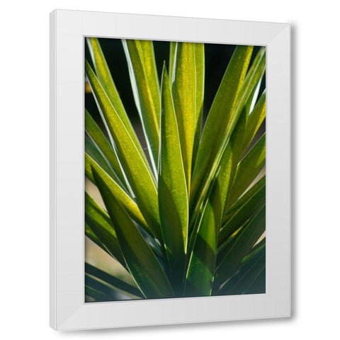 Aloe White Modern Wood Framed Art Print by Blue, Cyril