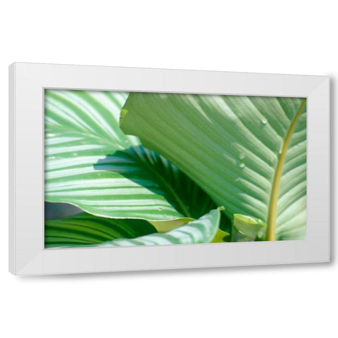 Tropical Leaves White Modern Wood Framed Art Print by Blue, Cyril