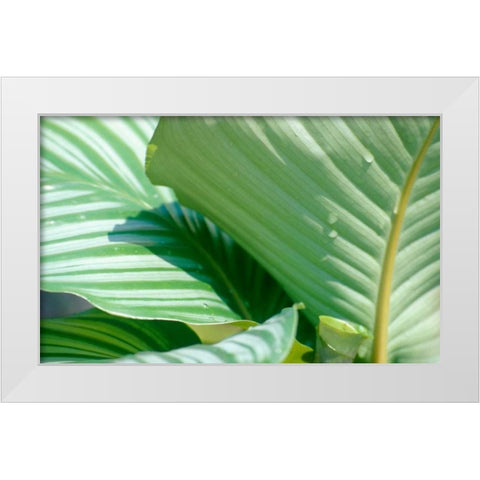 Tropical Leaves White Modern Wood Framed Art Print by Blue, Cyril